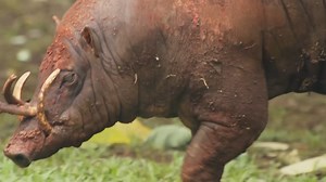 The heartbreaking truth behind animals that unknowingly risk their lives
