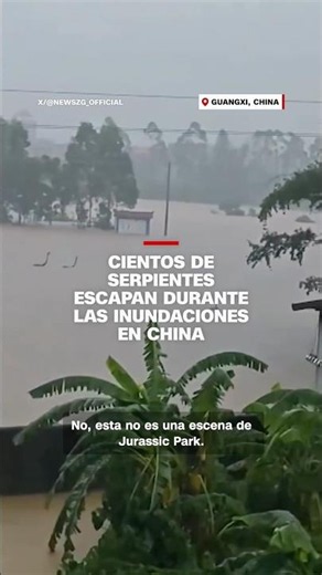 Cientos de serpientes escapan durante las inundaciones en China