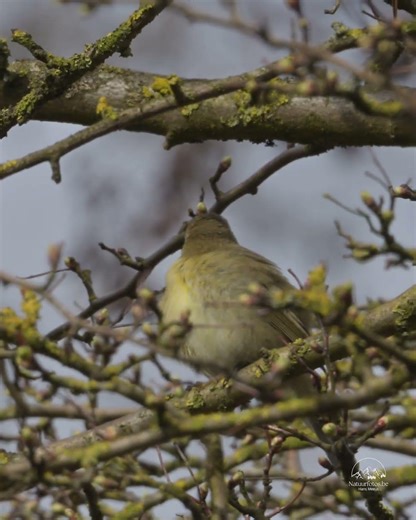This sound means spring in Europe. #hetvinne #birds