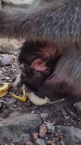26K views · 785 reactions | Welcome newborn, monkey Elsa gave birth to lovely baby Dec.30.2025 | Aim Koeurn | Facebook