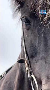 🇮🇸🪻🐎🪻Iceland🪻
