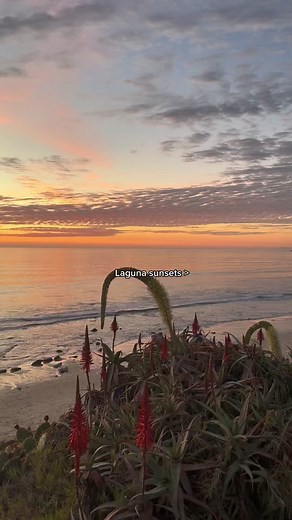 Active Culture bowls 🤝🏼 Laguna sunsets #fyp