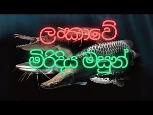 Sri Lankan Freshwater Fish | ලංකාවෙ මිරිදිය මසුන් | Aruna Namal