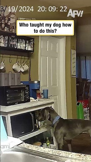 Who taught my dog how to do this?