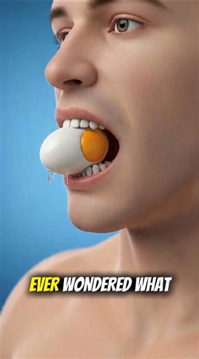 How Men Digest Eggs Step by Step#facts #digestiveprocess #science #digestiveenzymes #digestivesystem