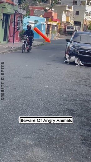 Beware Of Angry Animals | Garrett Clayton