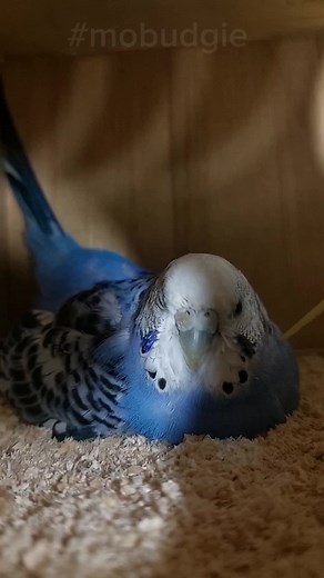 pretty Budgie Mom#birds #budgie #momsoftiktok #parrots #parrots #ti #foryoupage #مشاهير_تيك_توك #مشاهدات_تيك_توك #viral #@Mobudgietik @Mobudgietik