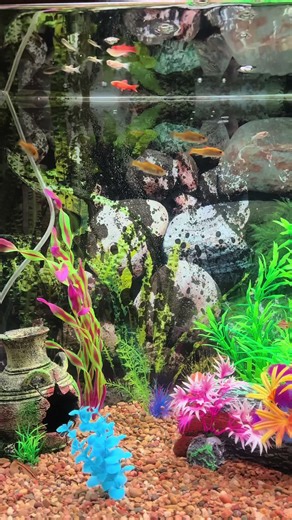 Clear water doesn’t always mean safe water. New tanks especially can be dangerous without testing. #freshwateraquarium #fishkeeping #aquariumbeginner #fishtanktips #fishcare