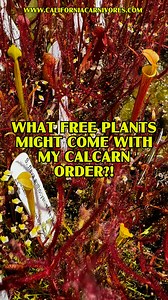 We have a thriving nursery ecology; because of that, your plant will sometimes come with bonuses! We’re well known for all the volunteer plants that ship out in our pots, and here’s a guide to what you might get! www.CaliforniaCarnivores.com | California Carnivores