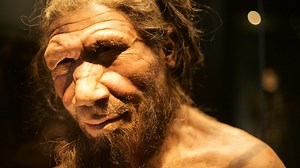 How Neanderthal are you?