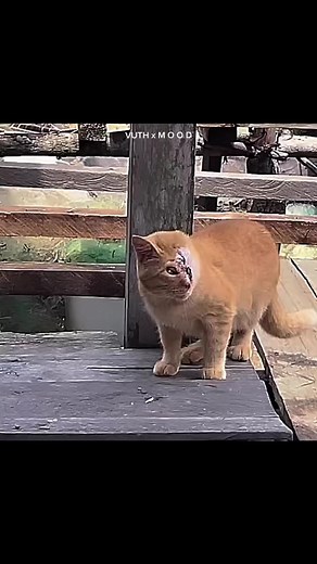 14K views · 578 reactions | Poor cat❤️‍啕 | Sᴀᴅ | Facebook