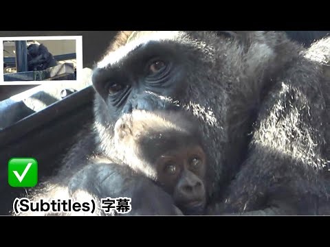 Mom Genki quickly picks up the baby gorilla when his right hand is about to let go.｜Momotaro family