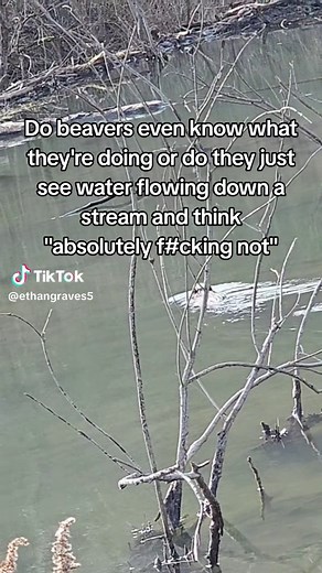 Understanding Beaver Behavior: Nature's Engineers