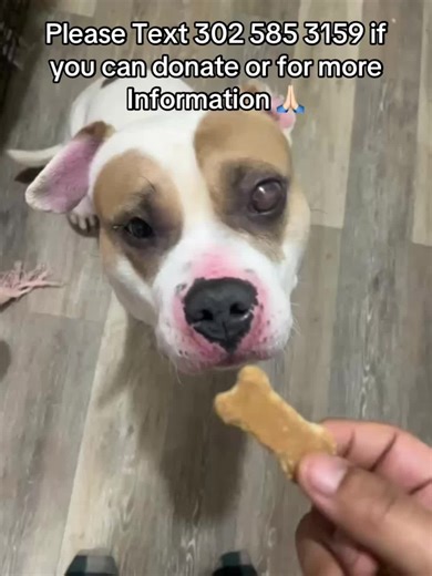 I know most of you that see this video are probably gonna keep scrolling but, for those of you that are taking the time to read this we only need about $60 to get the pup a ride To the nearest dog shelter not 60$ for medcine or to pay for a vet but 60$ to pay for a ride to drop him off at a shelter, I know a lot of you are probaly thinking why not take him to a closer shelter or even a vet the truth is I can’t afford a vet and I fear the closer shelters will put him down, the only non kill shelt