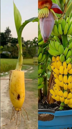 Simple way to growing Banana plant | Fast rooting method in this video #viral #greenplant