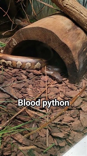 Blood python 🐍 #snake #reptile #zoo