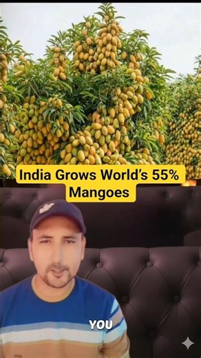 India Grows Most of the World’s Mangoes… And Eats Almost All of Them 😳🥭