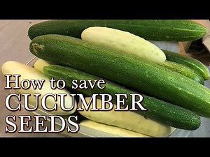 How to Save Cucumber Seeds - Easy Vegetable Seeds to Collect for the Beginning Seeds Saver
