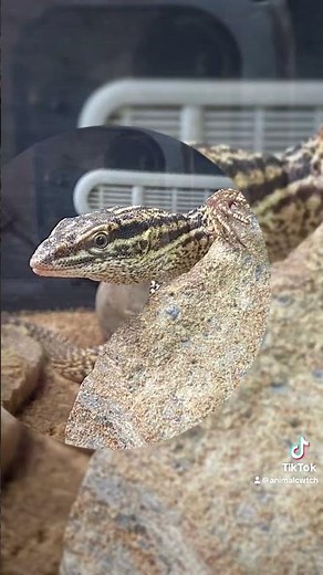 Meet Our Ackie Monitors!