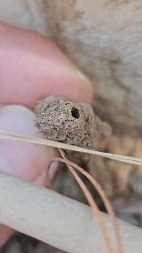 Termites in Arizona Homes | Where to Look and What to Do