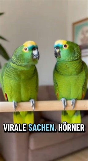 When your parrot knows more about algorithms than you do... 🦜📱