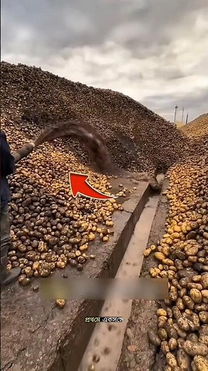 How Can One Machine Wash Hundreds of Tons of Potatoes Every Day? 😱🥔💦#trending #facts