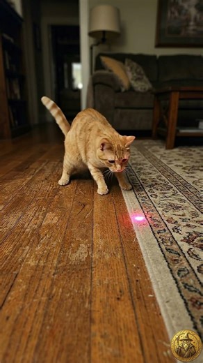 Cat vs Laser… Who Will Win? 🔴🐱