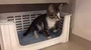 UPDATE: blaze has found a wonderful forever home! Blaze was supposed to go to his furever home today but his adopter took one look at him and backed out because of his deformed leg. He's now at the citrus park Petsmart hoping his REAL forever home comes for him. He's 8 weeks old and super sweet, purrs up a storm. Great with kids, cats, and dogs. He was born with a deformed front left leg but it doesn't cause him any pain or slow him down at all. | St Francis Society Animal Rescue