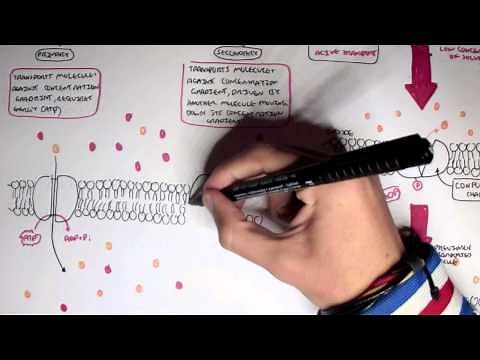 Active Diffusion - Primary and Secondary Active Transportation