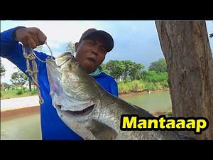 Rezeki Nomplok !! Katemu Orang Dapet Ikan Sebesar Jok Sepeda