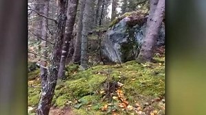 El bosque que ‘respira’ en Quebec