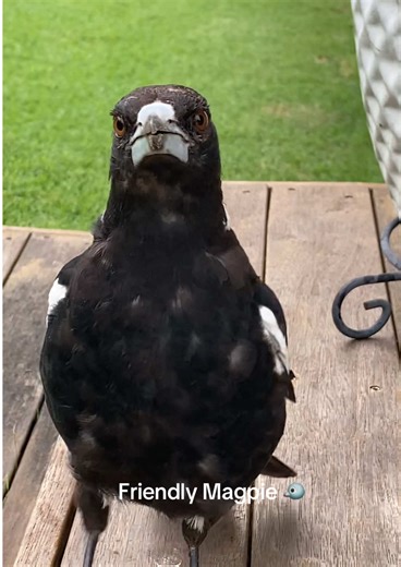 Meet the Friendly Magpie of Australia