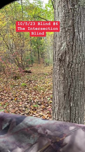 153K views · 576 reactions | I cleared these trails last year and only hunted it a couple times. This is my only ground blind. Haven’t been here enough to know the deer patterns. | D&R Processing - Wild game processing | Facebook