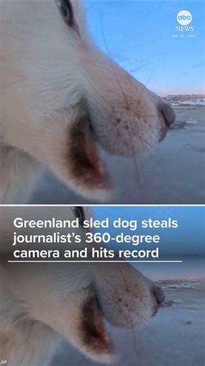 A journalist had an unplanned collaboration with a canine camera operator, when a sled dog in Greenland stole their 360-degree camera for a chew toy and inadvertently hit the record button. | ABC News