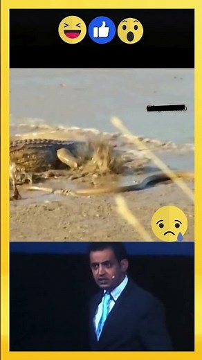 Cobra vs Ferocious Crocodile – An Unbelievable Wildlife Battle! 🐍🐊