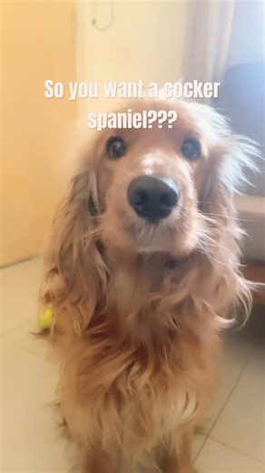 So you want a COCKER SPANIEL?? #cockerspaniel #cutedog #shakeitoff #sundaefunday