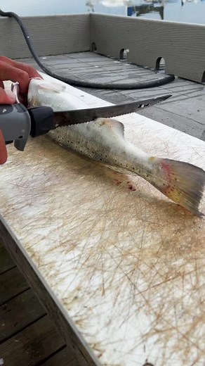 How to Fillet Trout like a Pro