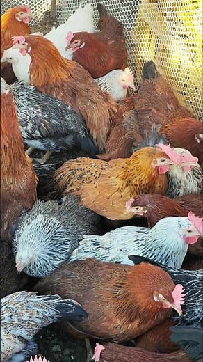 Colorful Chickens in Backyard Coop | Poultry Farming Vibes