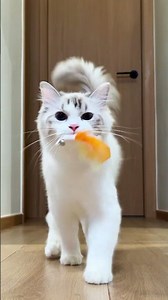 Day 180 of Cat Walking #ragdollcat #calicocat