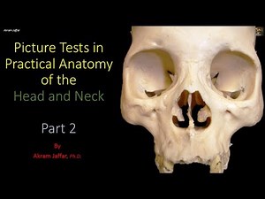 Picture tests in head and neck anatomy 2