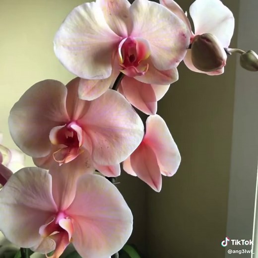 The Allure of Orchids: Understanding Their Symbolism
