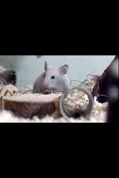 “7 Amazing Facts About Mice You Probably Didn’t Know!”