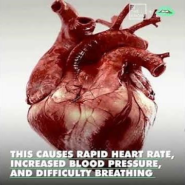 Deadliest spider in the world can kill a human in 15 minutes