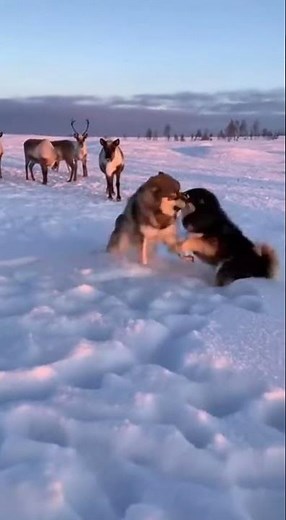 Finnish Lapphund: Guardian of the Arctic Tundra