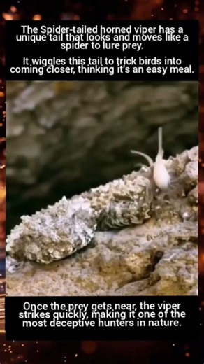 Spider Tailed Horned Viper #facts #fun_facts #knowledge #science #spider