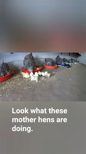 Hatching too many chicks with too few mother hens