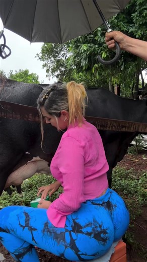 Daily Cow Milking Routine on Rainy Mornings