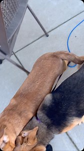 91 reactions · 26 shares | Adopt one of our amazing play group pups: Bluey, Alma, Bingo, Eugene, Wendy and Norma! Read their bios and apply: foothilldogrescue.org | Foothill Dog Rescue | Facebook