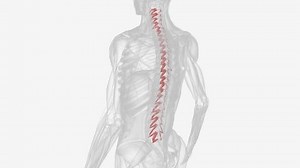 The rotatores are the deepest muscles in the transversospinalis group, the deep layer of the intrinsic back muscles .
