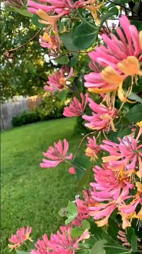 Honeysuckle Goldflame | Pink Lemonade Vine | Fragrant Climber for Garden | Pink Honeysucle Care